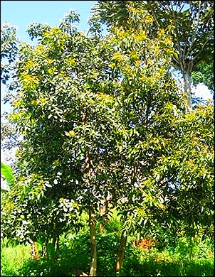 Avocado tree