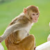 Moral Story: Silly monkey | English story