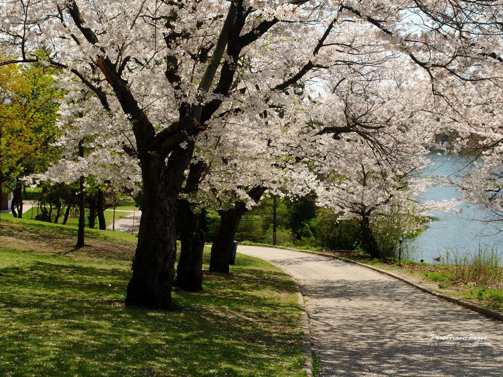 spring backgrounds on Spring Sakura Park Desktop Wallpaper   Spring Sakura Park Desktop