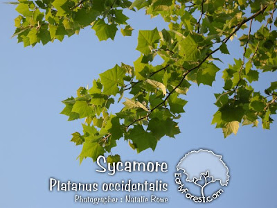 Sycamore Leaves
