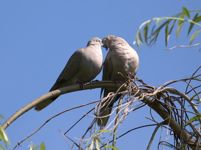 100+ Love Bird Images wallpaper free download HD