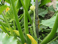 courgette