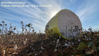 20190620_153026 Campos de Algodão e Girassol - Atenção para as mudanças em 2021