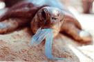 Plastic eating turtle