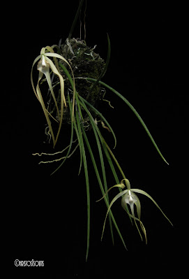 Brassavola cucullata - Hooded Brassavola care