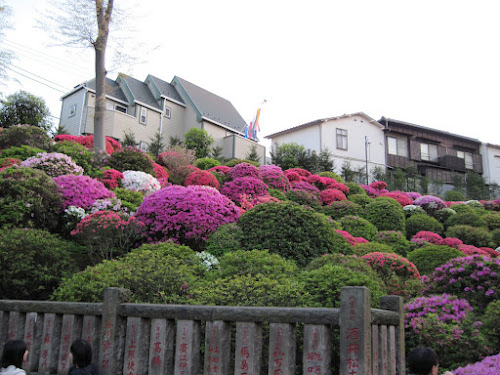 根津神社　つつじまつり