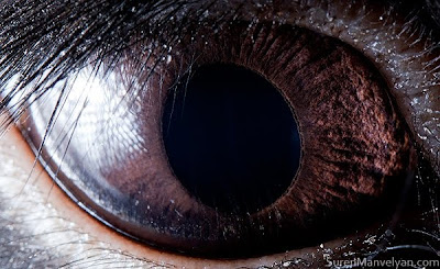 Animal eyes by Suren Manvelyan Seen On www.coolpicturegallery.us