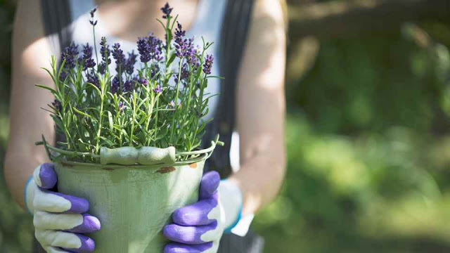 cara merawat lavender