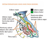 Hasil gambar untuk gambar pernapasan hewan