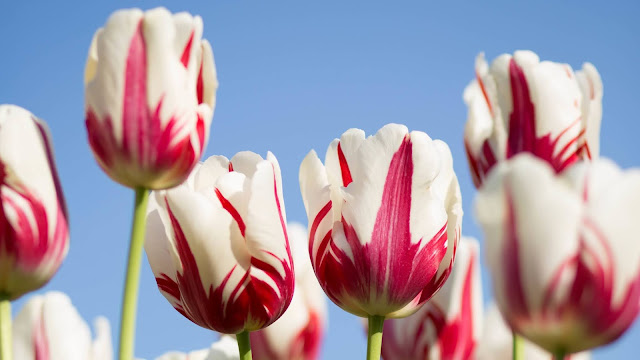 Red White Tulips HD Wallpaper