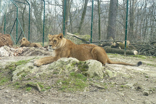 Zoo de Salzburgo.