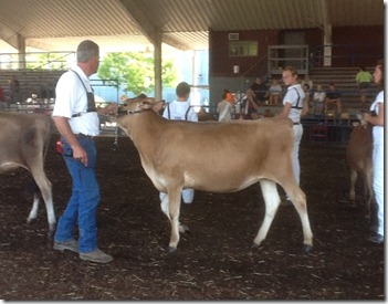 John JerseyDairyCow