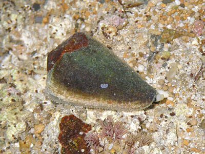 Cone Snail (Family Conidae)