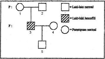 diagram pewarisan hemofili, hereditas, hemofilia