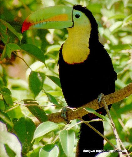 动物图片animal Pictures 鵎鵼 巨嘴鸟 Toucans