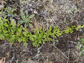 Lycopode en Éventail - Diphasiastrum digitatum - Lycopodium digitatum - Courants verts