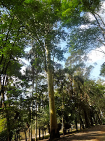 Horto Florestal de São Paulo ou Parque Estadual Albert Löfgren