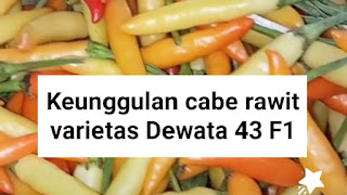 7 Keunggulan cabe rawit varietas Dewata 43 F1