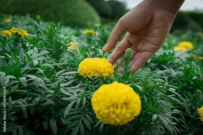 4. Marigold for Skin