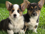 Corgi Puppies