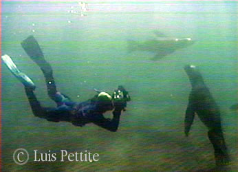 Buceo con lobos marinos, fotografiando en Puerto Madryn