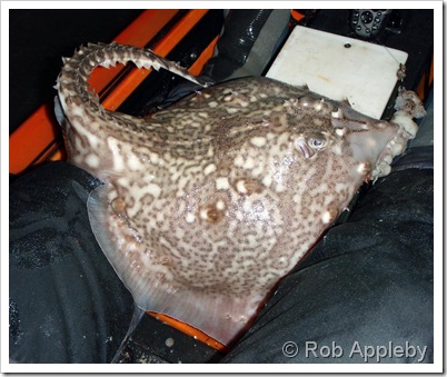 Thornback ray