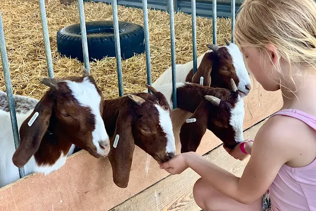 A young girl feeding goats from her hands