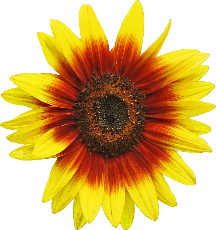 Free Free 73 Clipart Sunflower Png Free SVG PNG EPS DXF File