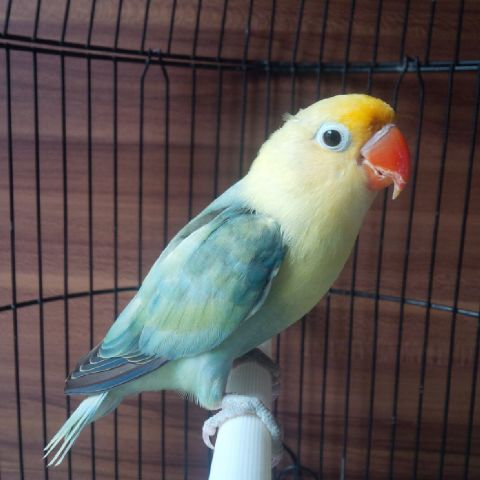  Lovebird Kepala Emas dan Blorok masih jadi Primadona Tahun 