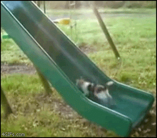 cat slide