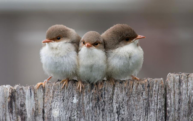 Angry Looking Cute Little Birds HD Wallpaper