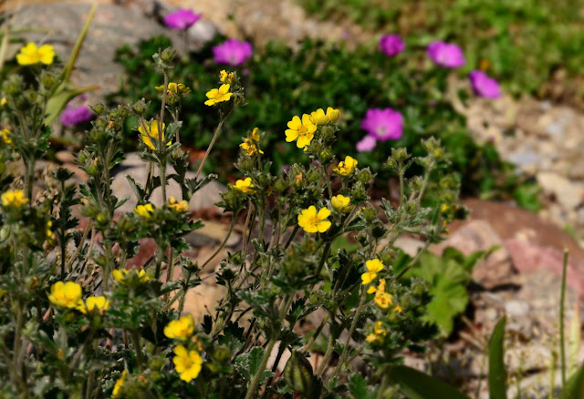 Potentilla pulvinaris, Couch Cinquefoil, https://urbanehillbillycanada.blogspot.com/