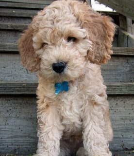 Small Dogs that dont Shed, Cockapoo dle-doo