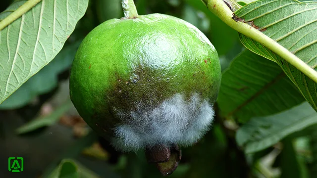 Phytophthora fruit rot of guava