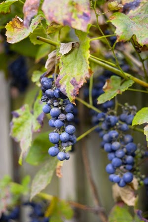 IMG_6186