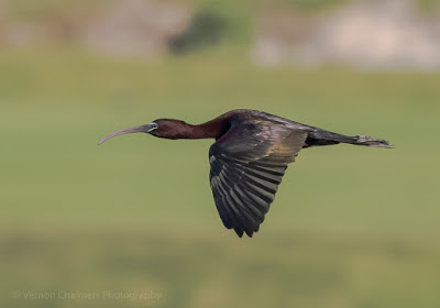 Glossy Ibis in flight over the Diep River, Woodbridge Island
