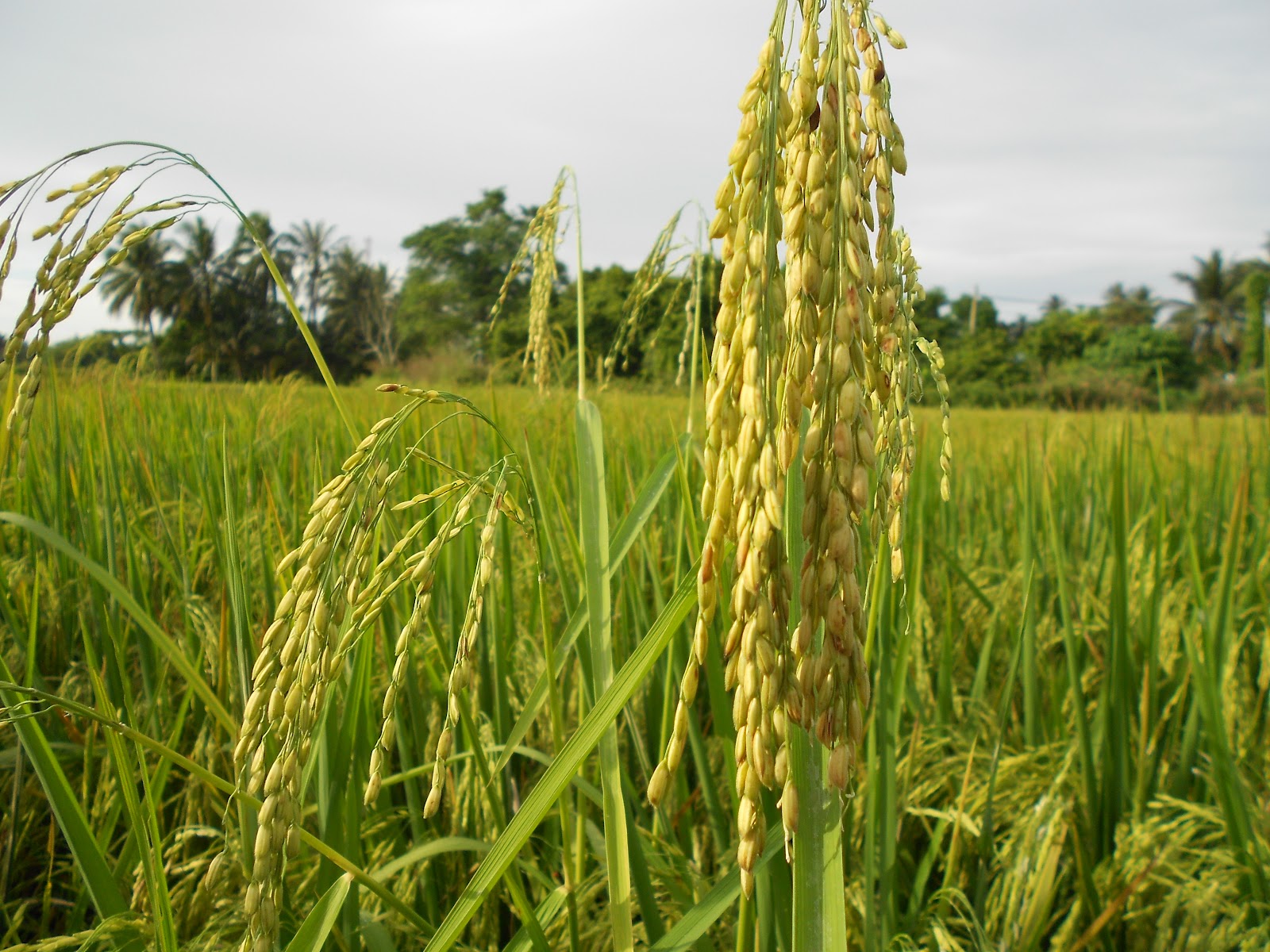 Paddy: PENGENALAN