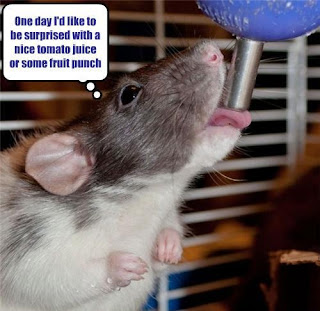 hamster thoughts funny pictures animals, one day i would like to be surprised with a nice tomato juice or some fruit punch, hamster, what a hamster thinks, hamster funny, funny pictures animals hamster, hamster juice, hamster drinking water