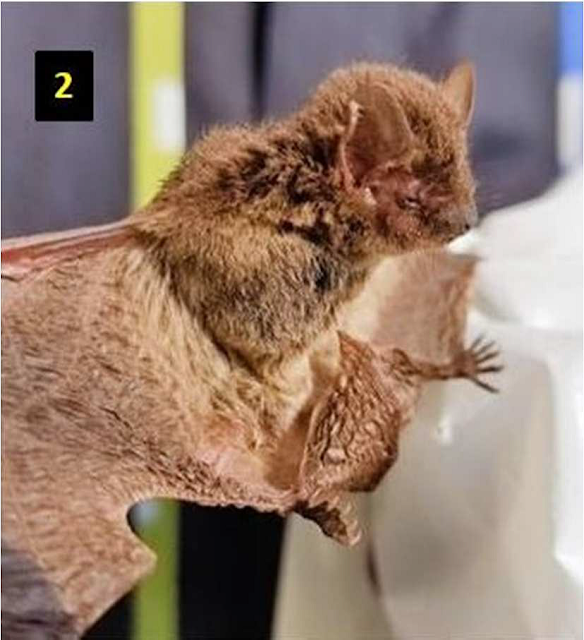 The occurence of the least pipistrelle Bat, Pipistrellus tenuis (Temminck, 1840) (Chiroptera: Vespertilionidae) in Goalpara District, Assam, India