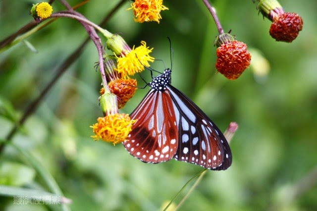 z_MG_3045