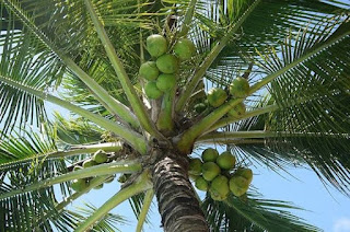 6 Ciri Ciri Pokok Kelapa Yang Anda Perlu Tahu