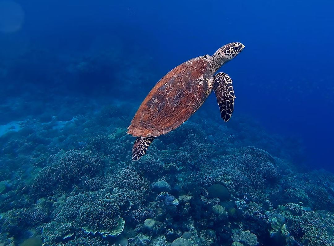 blog.mangotours.com: Philippine Destinations To Find Turtles