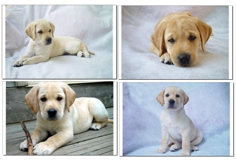 8 week old golden retriever puppy pictures. Cute Golden 8 week old