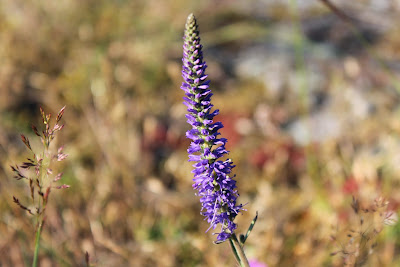 Aarereprijs - Langierblaublomke - Verinica spicata