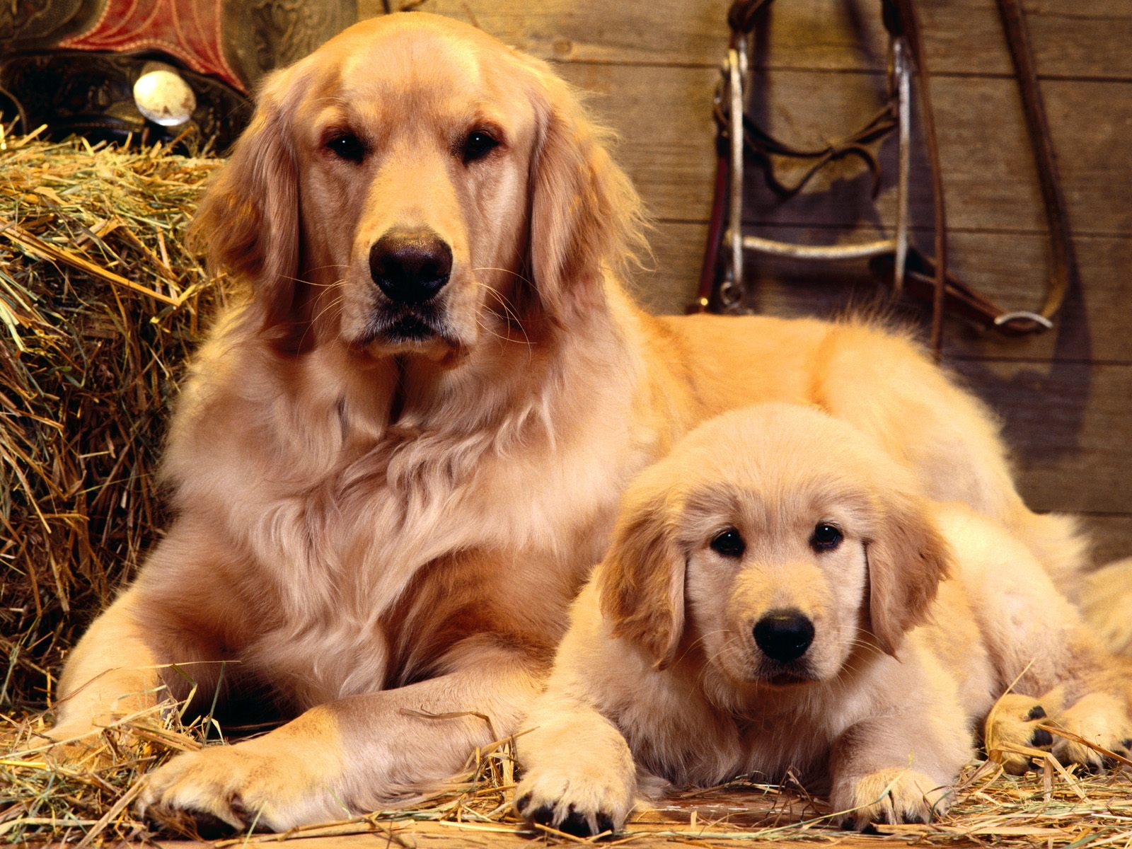 golden retriever puppy - Dogs A3591a39