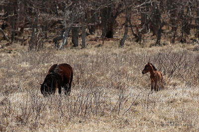 ポニーの親子 ≪Mother and child of the horse≫