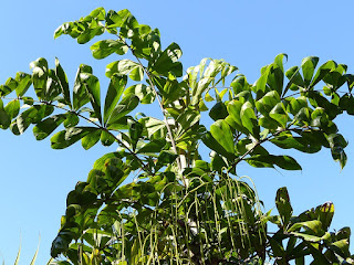 Dypsis fasciculata