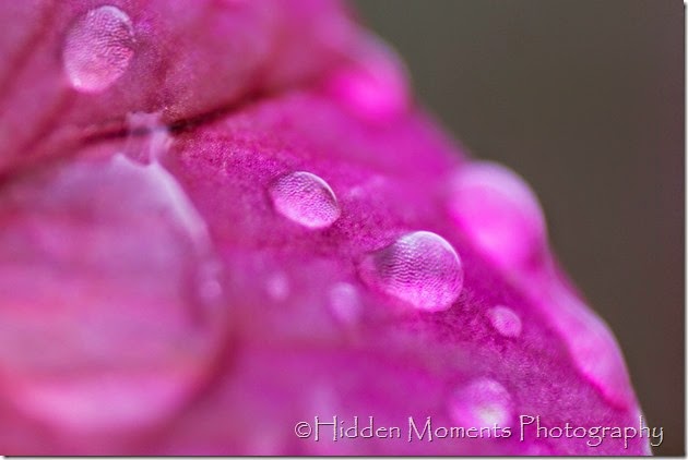 Overnight Rain 1