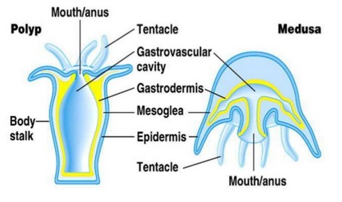  Struktur Tubuh Coelenterata  Dan Fungsi Beserta Tipenya