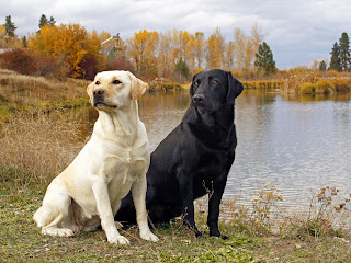 Labrador Retrievers Wallpapers